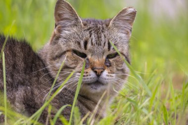 Kolonide yaşayan evsiz bir ev kedisinin güzel bir portresi. Yaz boyunca hayvanlar dışarıda. Letonya, Avrupa.