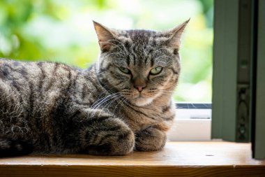 Pencere pervazında oturan çizgili kürklü güzel bir erkek ev kedisi. Letonya, Avrupa 'da yaz manzarası.