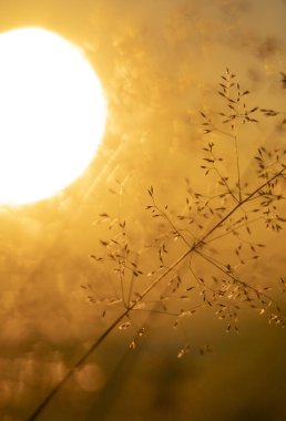 Yerel bitkilerle dolu bir çayırda altın saat boyunca güzel bir yaz sabahı. Letonya, Avrupa 'da mevsimlik manzara.
