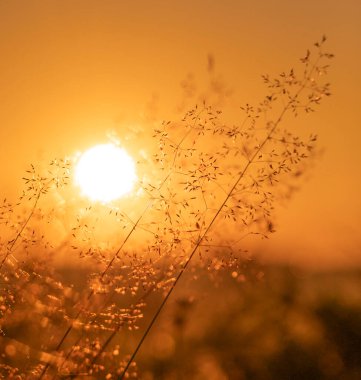 Yerel bitkilerle dolu bir çayırda altın saat boyunca güzel bir yaz sabahı. Letonya, Avrupa 'da mevsimlik manzara.