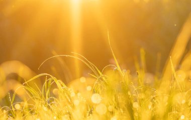 Yerel bitkilerle dolu bir çayırda altın saat boyunca güzel bir yaz sabahı. Letonya, Avrupa 'da mevsimlik manzara.