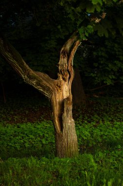 Altın bir yaz gündoğumu güneşinin tadını çıkaran güzel bir park manzarası. Letonya, Avrupa 'da bir parkta büyüyen ağaçlar.