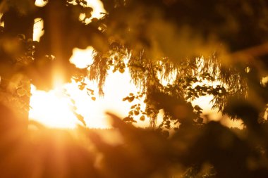 Altın bir yaz gündoğumu güneşinin tadını çıkaran güzel bir park manzarası. Letonya, Avrupa 'da bir parkta büyüyen ağaçlar.