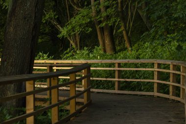 Gölün yakınındaki parkta güzel bir orman yürüyüş yolu. Letonya, Avrupa 'da yaz gündoğumu manzarası.