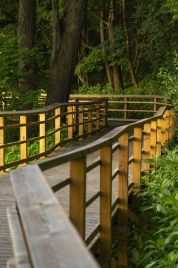 Gölün yakınındaki parkta güzel bir orman yürüyüş yolu. Letonya, Avrupa 'da yaz gündoğumu manzarası.