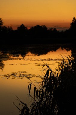 Gölün kıyısında yetişen güzel bir sazlık. Letonya, Avrupa 'da yaz gün batımı manzarası.