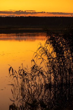 Gölün kıyısında yetişen güzel bir sazlık. Letonya, Avrupa 'da yaz gün batımı manzarası.