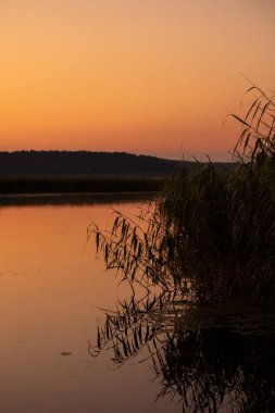 Gölün kıyısında yetişen güzel bir sazlık. Letonya, Avrupa 'da yaz gün batımı manzarası.