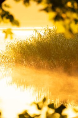 Gölün kıyısında yetişen güzel bir sazlık. Letonya, Avrupa 'da yaz gün batımı manzarası.