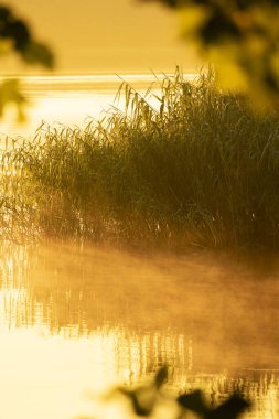 Gölün kıyısında yetişen güzel bir sazlık. Letonya, Avrupa 'da yaz gün batımı manzarası.