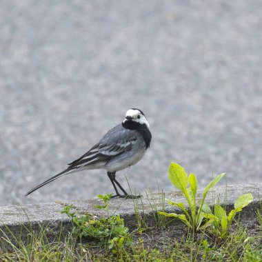 Şehir parkında beslenen yerel kuşların olduğu güzel bir yaz günü manzarası. Letonya, Avrupa 'da mevsimlik manzara.
