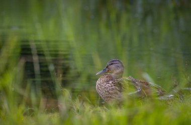 Nehirde inleyen güzel, yetişkin bir dişi yaban ördeği. Yazın Letonya, Avrupa 'da tipik bir vahşi yaşam manzarası.