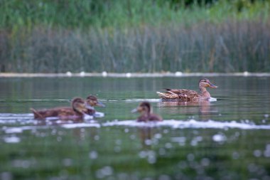 Güzel bir yaban ördeği ailesi yaz günü çayırda yüzüyor. Letonya, Avrupa 'daki yerel kuşların tipik mevsimlik manzarası.