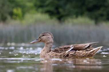 Güzel bir yaban ördeği ailesi yaz günü çayırda yüzüyor. Letonya, Avrupa 'daki yerel kuşların tipik mevsimlik manzarası.