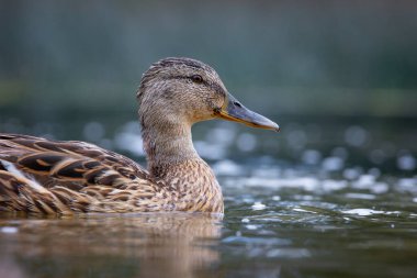 Güzel bir yaban ördeği ailesi yaz günü çayırda yüzüyor. Letonya, Avrupa 'daki yerel kuşların tipik mevsimlik manzarası.