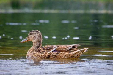 Güzel bir yaban ördeği ailesi yaz günü çayırda yüzüyor. Letonya, Avrupa 'daki yerel kuşların tipik mevsimlik manzarası.
