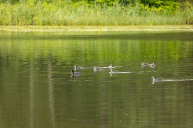 Güzel bir yaban ördeği ailesi yaz günü çayırda yüzüyor. Letonya, Avrupa 'daki yerel kuşların tipik mevsimlik manzarası.