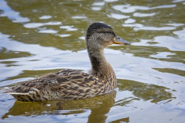 Güzel, meraklı bir ördek yavrusu yaz günü nehirde yüzüyor. Letonya, Avrupa 'daki vahşi kuşların tipik mevsimsel manzarası.