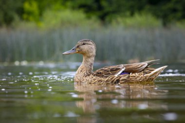 Güzel, meraklı bir ördek yavrusu yaz günü nehirde yüzüyor. Letonya, Avrupa 'daki vahşi kuşların tipik mevsimsel manzarası.