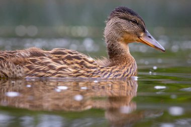 Güzel, meraklı bir ördek yavrusu yaz günü nehirde yüzüyor. Letonya, Avrupa 'daki vahşi kuşların tipik mevsimsel manzarası.
