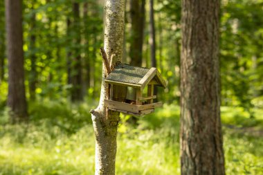 Ormanda güzel bir kuş besleyici ev. Letonya, Avrupa 'da mevsimlik orman manzarası.