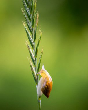 Yaz günü bahçede yaşayan küçük, güzel bir salyangoz. Letonya, Avrupa 'nın mevsimlik manzarası.