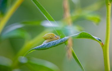 Yaz günü bahçede yaşayan küçük, güzel bir salyangoz. Letonya, Avrupa 'nın mevsimlik manzarası.