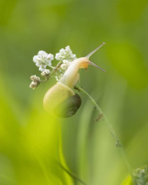 Yaz günü bahçede yaşayan küçük, güzel bir salyangoz. Letonya, Avrupa 'nın mevsimlik manzarası.