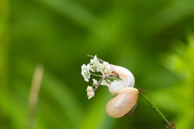 Yaz günü bahçede yaşayan küçük, güzel bir salyangoz. Letonya, Avrupa 'nın mevsimlik manzarası.