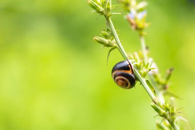 Bir bitkinin sapında dinlenen küçük, güzel bir bahçe salyangozu. Letonya, Avrupa 'daki bahçede mevsimlik yaz manzarası.