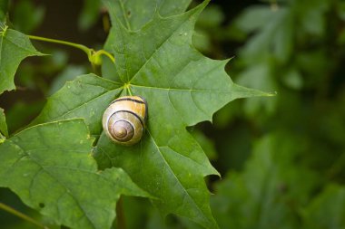 Bir bitkinin sapında dinlenen küçük, güzel bir bahçe salyangozu. Letonya, Avrupa 'daki bahçede mevsimlik yaz manzarası.
