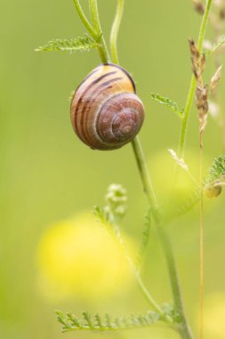 Bir bitkinin sapında dinlenen küçük, güzel bir bahçe salyangozu. Letonya, Avrupa 'daki bahçede mevsimlik yaz manzarası.