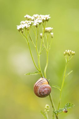 Bir bitkinin sapında dinlenen küçük, güzel bir bahçe salyangozu. Letonya, Avrupa 'daki bahçede mevsimlik yaz manzarası.