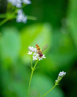 Çayırda yaz çiçeklerinde beslenen güzel arılar. Letonya, Avrupa 'nın mevsimlik manzarası.