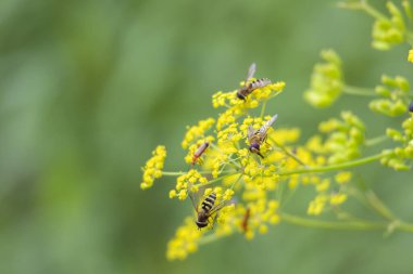 Çayırda yaz çiçeklerinde beslenen güzel arılar. Letonya, Avrupa 'nın mevsimlik manzarası.