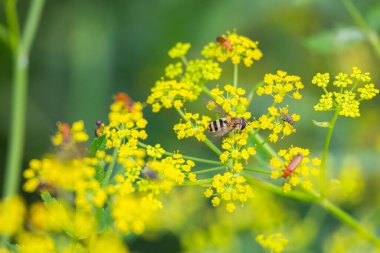 Çayırda yaz çiçeklerinde beslenen güzel arılar. Letonya, Avrupa 'nın mevsimlik manzarası.