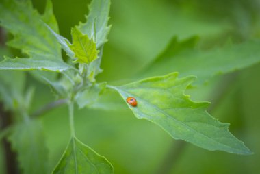 Renkli böceklerin bahçe bitkilerinde oturduğu güzel bir yaz bahçesi manzarası. Letonya kırsalının mevsimlik manzarası, Avrupa.
