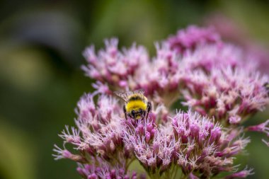 Bir yaz günü bahçe çiçekleriyle beslenen güzel bir yaban arısı. Letonya kırsalının mevsimlik manzarası, Avrupa.