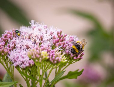 Bir yaz günü bahçe çiçekleriyle beslenen güzel bir yaban arısı. Letonya kırsalının mevsimlik manzarası, Avrupa.