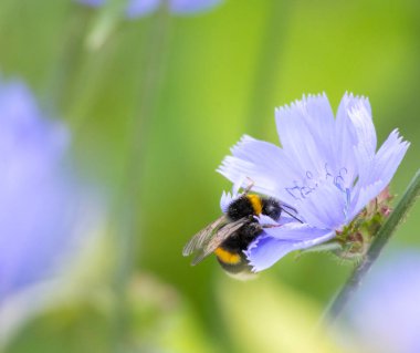 Güzel bir yaban arısı yaz günü mavi bir hindiba çiçeğiyle besleniyor. Letonya kırsalının mevsimlik manzarası, Avrupa.