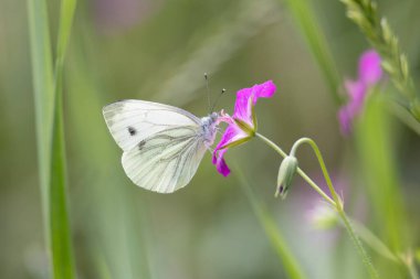 Çayırda çiçeklerle beslenen güzel beyaz bir kelebek. Bitkilerin üzerinde lahana beyazı. Letonya kırsalında mevsimlik yaz manzarası, Avrupa.