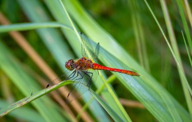 Yaz günü bir nehrin kenarındaki sazlıklarda oturan renkli bir kızböceği. Letonya, Avrupa 'nın mevsimlik yaz manzarası.