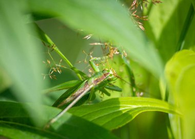 Güzel, yeşil bir çekirge bir bahçe bitkisine saldırıyor. Letonya, Avrupa 'nın mevsimlik yaz manzarası.