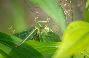 Güzel, yeşil bir çekirge bir bahçe bitkisine saldırıyor. Letonya, Avrupa 'nın mevsimlik yaz manzarası.