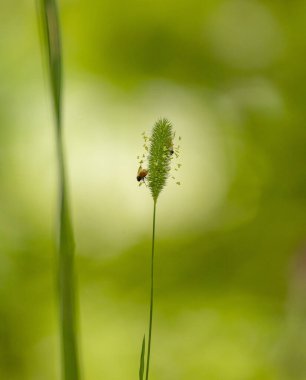 Bir yaz bahçesinde beslenen böceklerin güzel yakın çekimi. Letonya, Avrupa 'nın mevsimsel kırsal manzarası.
