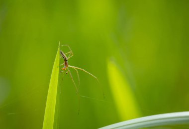 Bahçedeki yeşil bir yaprağın üzerinde oturan güzel küçük bir örümcek. Letonya, Avrupa 'da mevsimlik yaz manzarası.