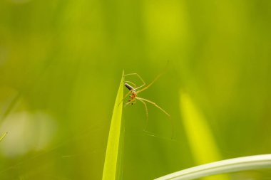 Bahçedeki yeşil bir yaprağın üzerinde oturan güzel küçük bir örümcek. Letonya, Avrupa 'da mevsimlik yaz manzarası.