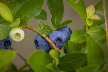 Yaz boyunca biyolojik bir çiftlikte yetişen olgun bir yaban mersini. Sağlıklı, doğal yiyecekler. Letonya, Avrupa 'nın mevsimsel kırsal manzarası.