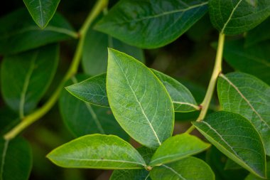 Yaz bahçesinde taze, sağlıklı yaban mersini yapraklarından oluşan güzel bir yakın plan. Letonya, Avrupa 'daki kırsal çiftliğin mevsimlik manzarası.