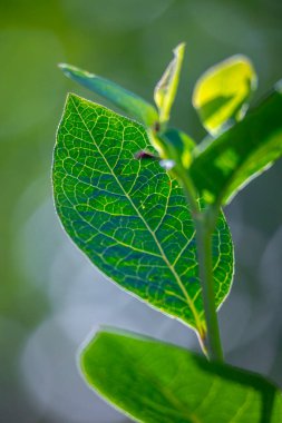 Yaz bahçesinde taze, sağlıklı yaban mersini yapraklarından oluşan güzel bir yakın plan. Letonya, Avrupa 'daki kırsal çiftliğin mevsimlik manzarası.